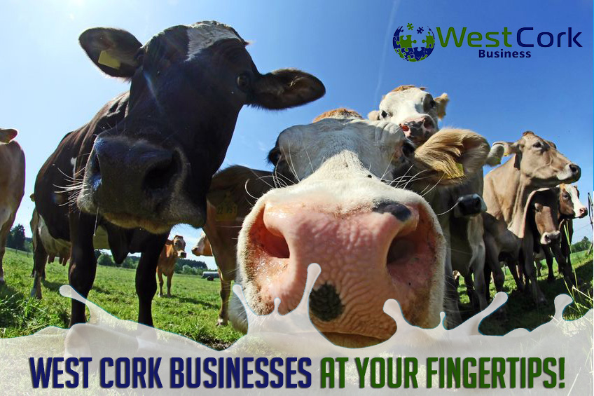 Launching our new website for West Cork Business Group Website